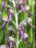 <em>Himantoglossum caprinum</em>